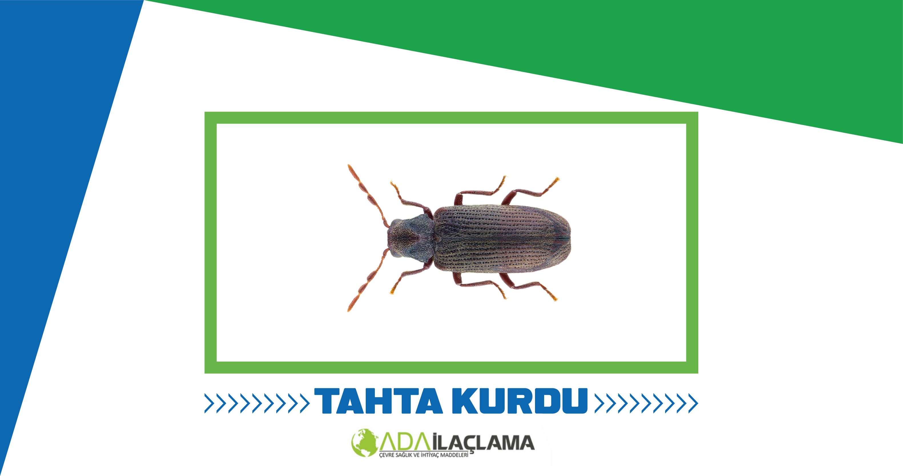 TAHTA KURDU İLAÇLAMA