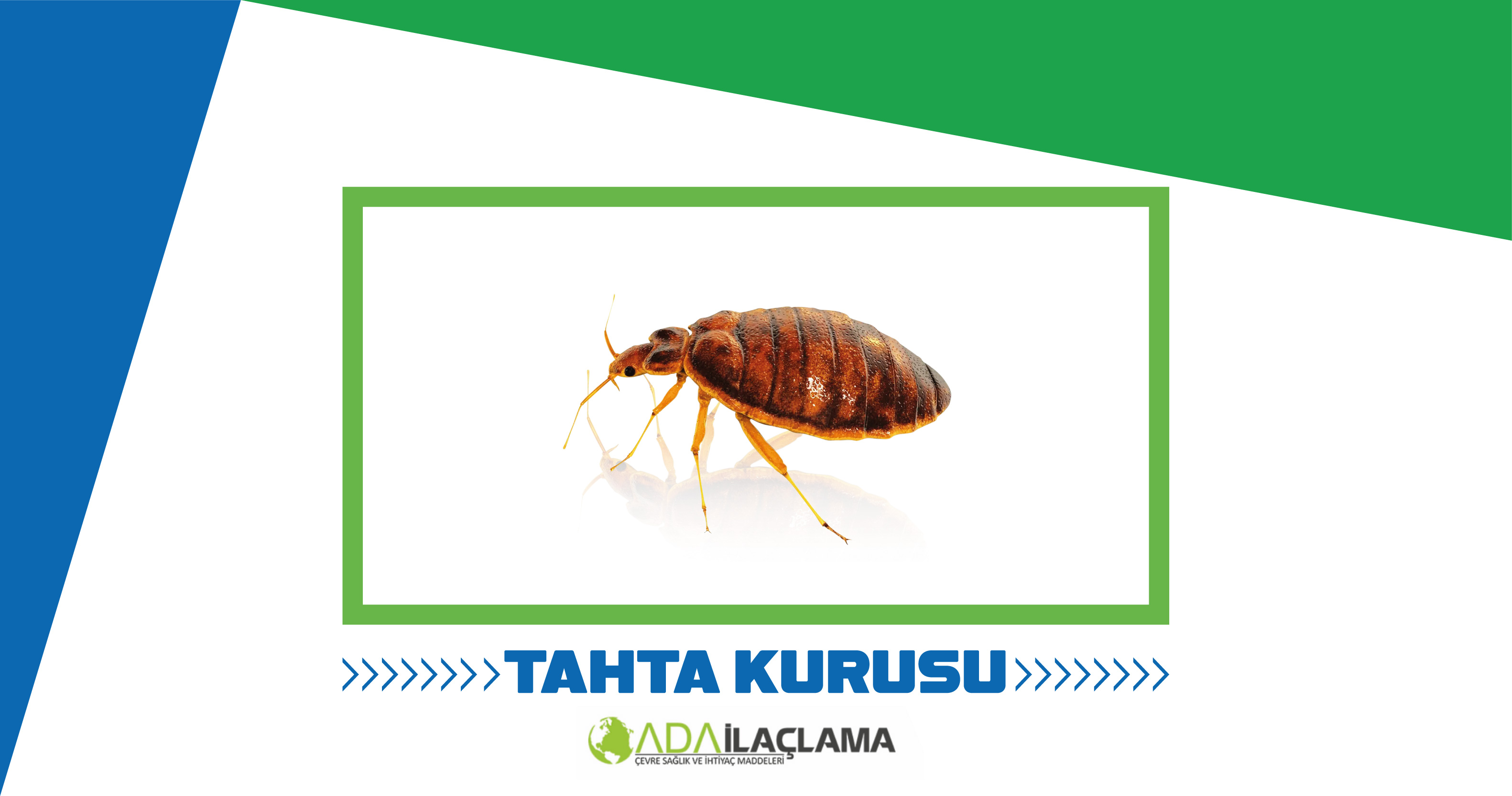 TAHTA KURUSU İLAÇLAMA