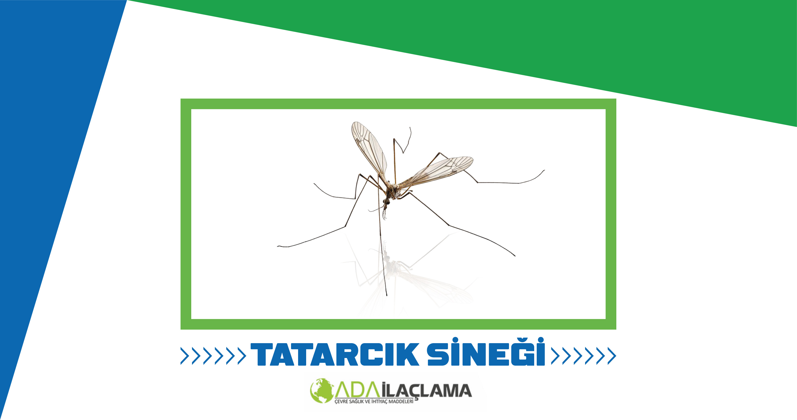 TATARCIK SİNEĞİ İLAÇLAMA