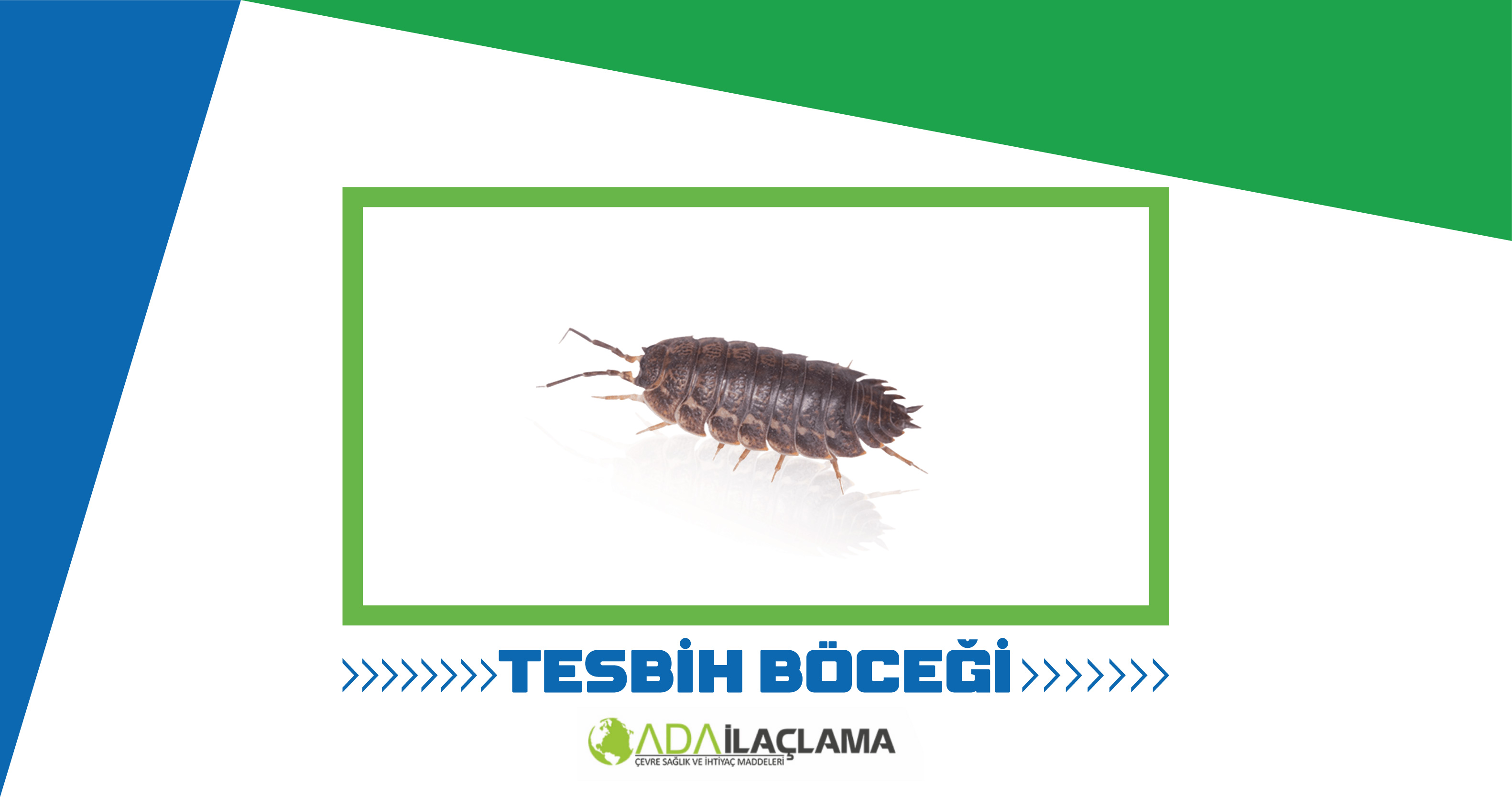 TESPİH BÖCEĞİ İLAÇLAMA